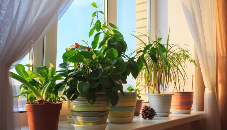 Best Plants That Can Change Look Of Your House
